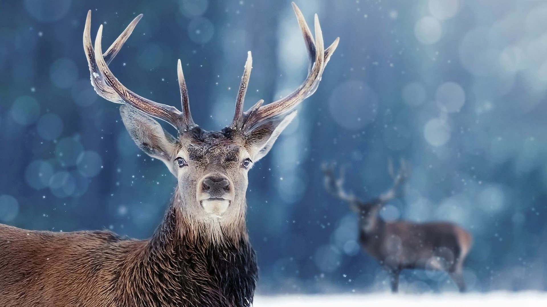 Snow Animals