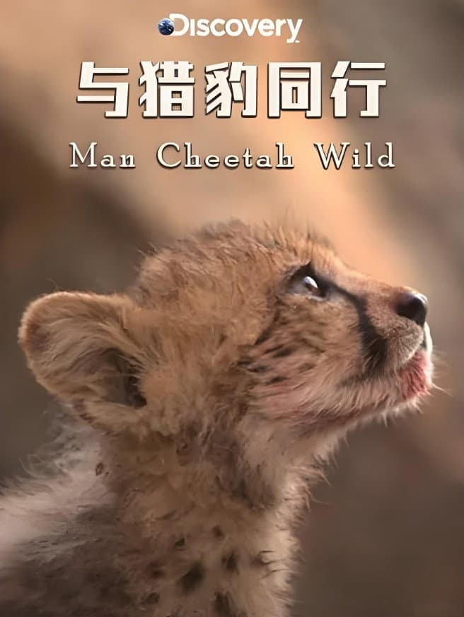 Man Cheetah Wild