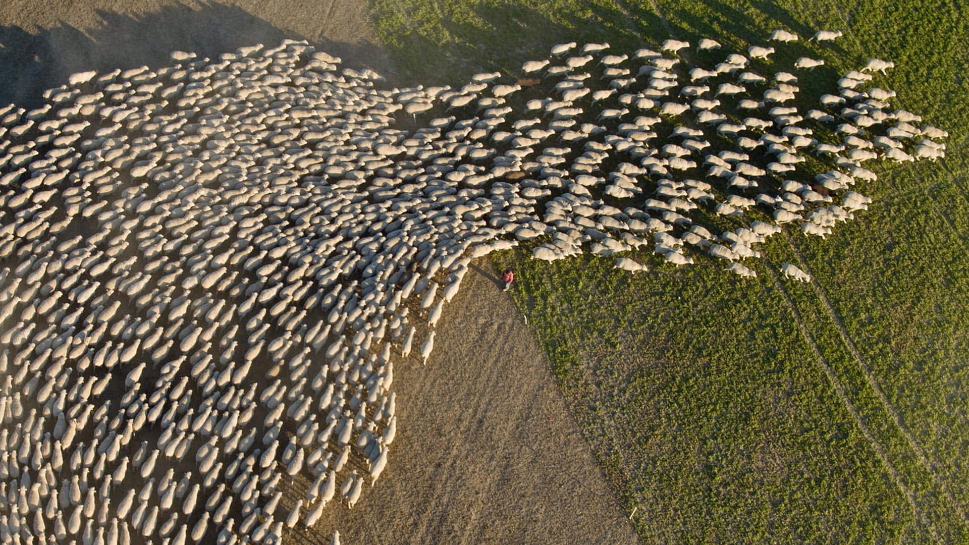 Wild & Wool